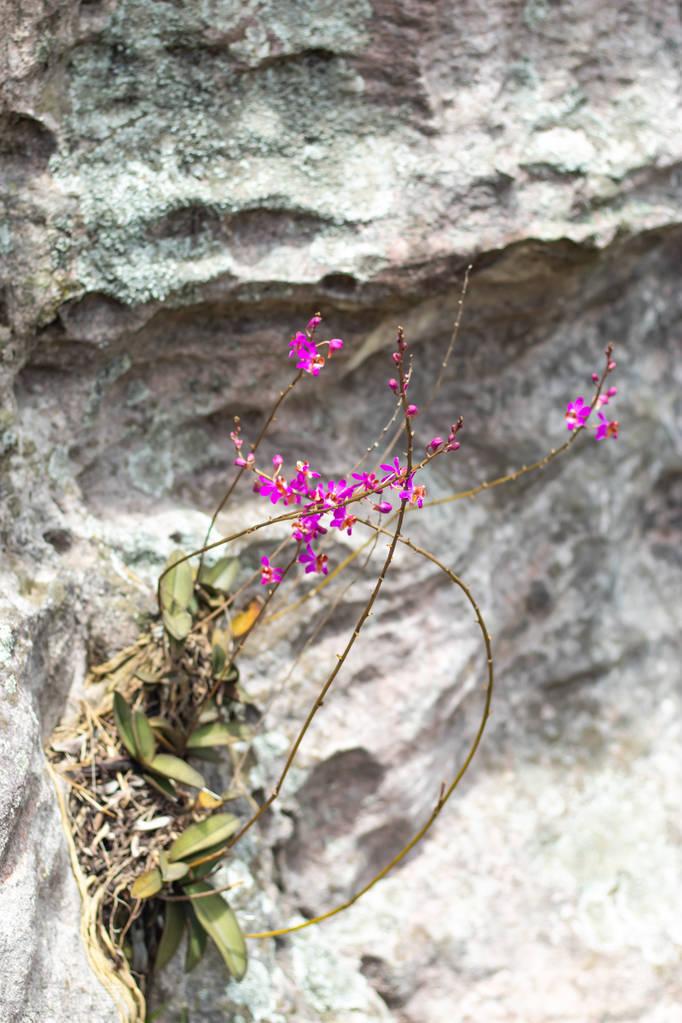 男子深山采挖兰花遭现场擒获，香港保护野生植物法规深度解读