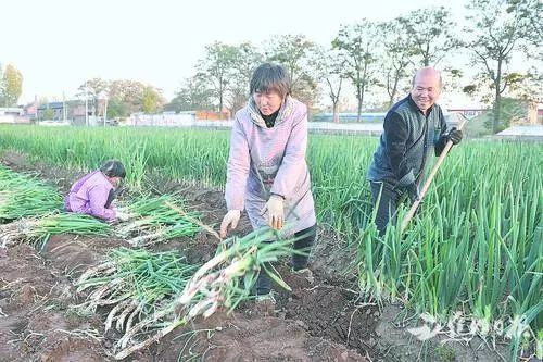 贪官收茅台让家人埋地里 上面种玉米