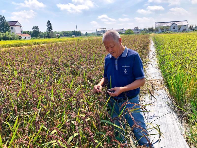 印度全面放开大米出口限制，全球粮食市场的新变数